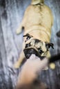 Unruly funny pug puppy dog