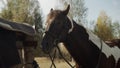 The unsaddled horse is standing near the fence, where the saddle is removed, and waving his head from side to side Royalty Free Stock Photo