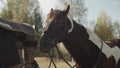 The unsaddled horse is standing near the fence, where the saddle is removed, and waving his head from side to side