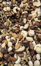 Unsalted Mixed Nuts Royalty Free Stock Photo