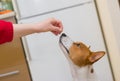 Unscheduled tiny lunch for basenji dog Royalty Free Stock Photo