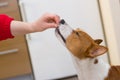 Unscheduled tiny lunch for hungry dog Royalty Free Stock Photo