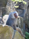 Unscrupulous monkey Royalty Free Stock Photo