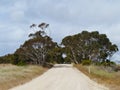 Unsealed road with trees Royalty Free Stock Photo