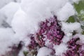 Unseasonable spring snowfall covering lilac buds Royalty Free Stock Photo