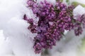 Unseasonable spring snowfall covering lilac buds Royalty Free Stock Photo