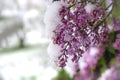 Unseasonable spring snowfall covering lilac buds Royalty Free Stock Photo