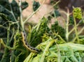 Unseasonal weather - January photo. Caterpillar on cabbage.