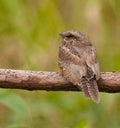 The unseen Ladder-tailed Nightjar Royalty Free Stock Photo
