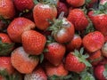 unshapely harvested ripe strawberry from natural organic agriculture garden farm.