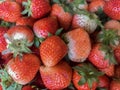unshapely harvested ripe strawberry from natural organic agriculture garden farm.