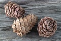 Unshelled cedar pine cones with nuts closeup on old tree trunk Royalty Free Stock Photo