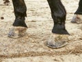 The unshod hooves of the dark brown horse, detail of the legs