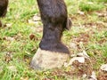 The unshod hooves of the dark brown horse, detail of the legs