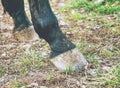 The unshod hooves of the dark brown horse, detail of the legs