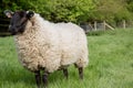 An unshorn sheep in a field Royalty Free Stock Photo
