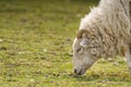 unshorn sheep in a spring meadow. beautiful natural sheep close-up raised on a farm in a village