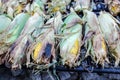 Unshucked corn ears on the grill Royalty Free Stock Photo