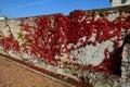 an unsightly brick wall painted white, climbing vines with