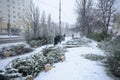 Unsold and abounded pines and firs left by sellers after Christmas, Ukraine