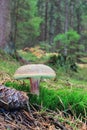 Unspecified fungi growing in forest litter Royalty Free Stock Photo