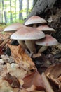 Unspecified fungi growing in forest litter Royalty Free Stock Photo