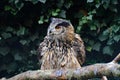 Unspecified Owl on Branch Royalty Free Stock Photo