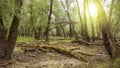 Unspoiled fresh forest nature in summertime sunlight