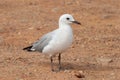 Gull unspoiled nature of South Africa