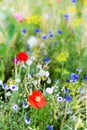 Unspoilt wildflower meadow at the heyday, colorful flower field Royalty Free Stock Photo