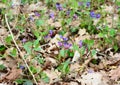 Unspotted dog, suffolk lungwort european wildflowers for pollinating insects. Royalty Free Stock Photo