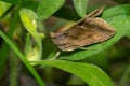 Unspotted Looper Moth - Allagrapha aerea Royalty Free Stock Photo