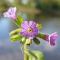 Unspotted lungwort (Pulmonaria obscura) Royalty Free Stock Photo