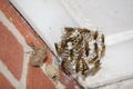 Unstable Paper Wasps Building a Nest