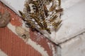 Unstable Paper Wasps Building a Nest