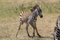 Unsteady baby zebra Royalty Free Stock Photo