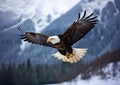 Unstoppable Majesty: The Transcendent Flight of a Bald Eagle ove