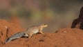 Unstriped Ground Squirrel on Termite Nest Royalty Free Stock Photo