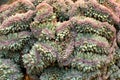 Unsual purple and green succulent plant growing in large cascading clumps