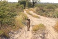 Wild cheetah mother looking for her cubs, kalahari desert, botswana Royalty Free Stock Photo