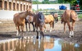 Unsuited mare resting in a paddock near the huge puddles of water with the reflection the sky