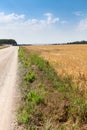 Unsurfaced dirt and dust road passing close to yellow wheat agricultural field, sunny weather with blue sky Royalty Free Stock Photo