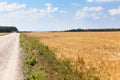 Unsurfaced dirt and dust road passing through the golden wheat agricultural field, sunny weather with blue sky Royalty Free Stock Photo