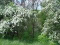 Landscapes of blooming spring nature of the Zaporizhia steppes and forests in the south of Ukraine. Royalty Free Stock Photo