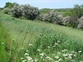 Landscapes of blooming spring nature of the Zaporizhia steppes and forests in the south of Ukraine. Royalty Free Stock Photo