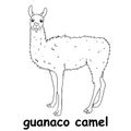 Kids line illustration coloring guanaco camel. outline vector for children. cute cartoon characters Royalty Free Stock Photo