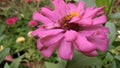 This untidy, messy looking pink flower this morning