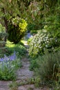 Wildlife friendly suburban garden with choisya plant, crazy paving path, bluebells, shrubs, flowers and greenery.