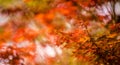 Untimely plant Autumn beauty Royalty Free Stock Photo