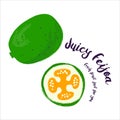 Juicy Feijoa. Fresh fruit drawn by hand. Vector illustration